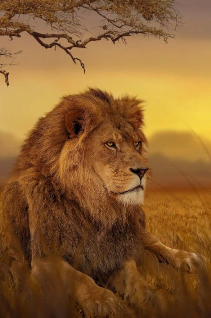Watchful Lion on the Savanna Grasslands Journal: 150 Page Lined ...