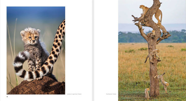 10 Years of Remembering Wildlife