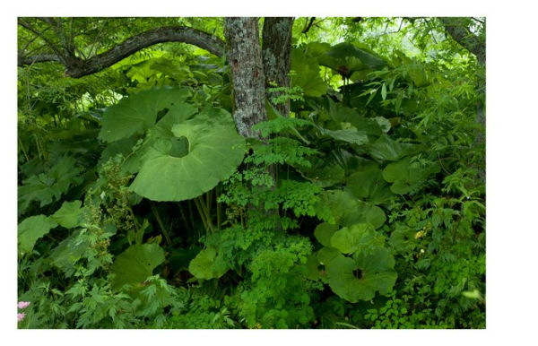 Tokachi Millennium Forest: Pioneering a New Way of Gardening With Nature