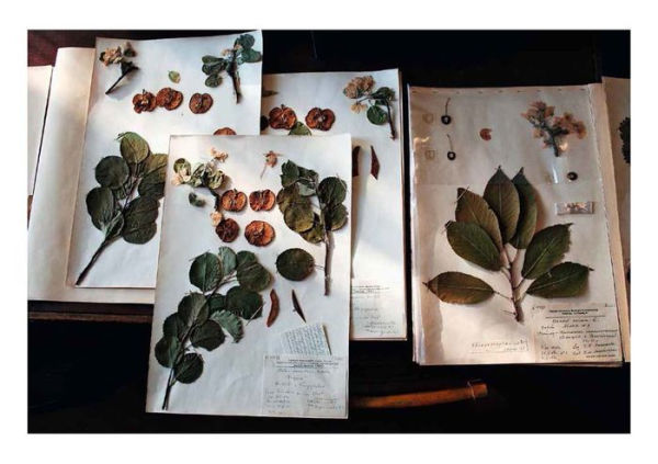 Mario Del Curto: Seeds of the Earth: The Vavilov Institute