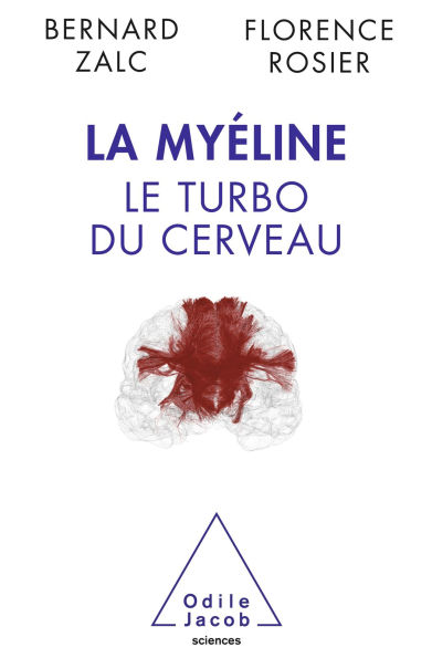 La Myéline: Le turbo du cerveau