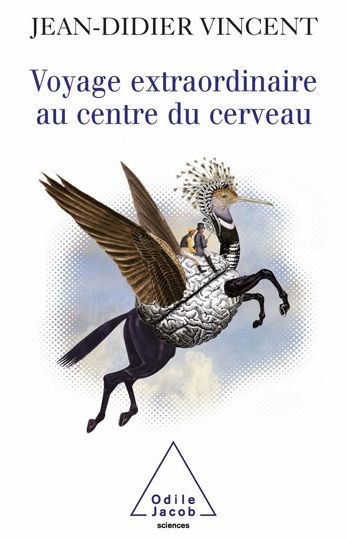 Voyage extraordinaire au centre du cerveau