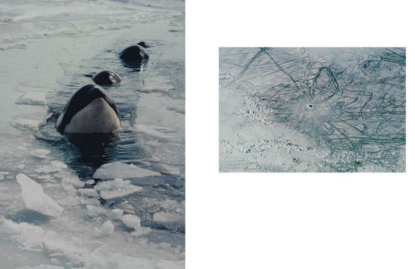 Antarctic Resolution