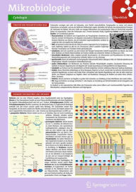 Title: Lerntafel: Mikrobiologie im Überblick, Author: Springer Berlin Heidelberg