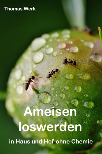 Ameisen loswerden: in Haus und Hof ohne Chemie