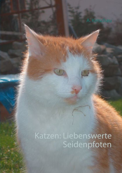 Katzen: Liebenswerte Seidenpfoten