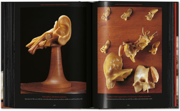 Anatomical Waxes. 45th Ed.