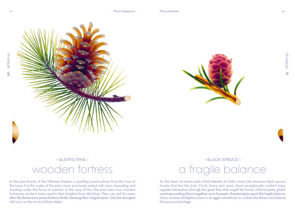 Seeds: Nature's Intrepid Miracles