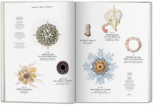 Alternative view 3 of The Art and Science of Ernst Haeckel