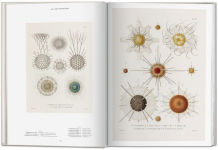 Alternative view 5 of The Art and Science of Ernst Haeckel