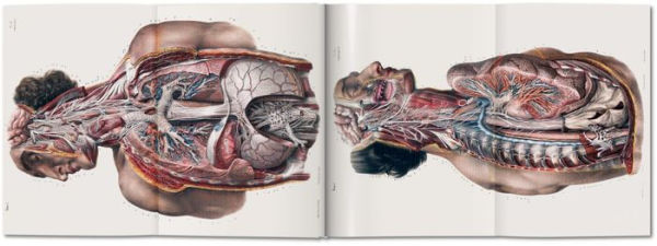 Bourgery. Atlas of Human Anatomy and Surgery