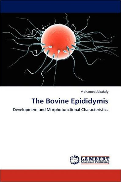 The Bovine Epididymis