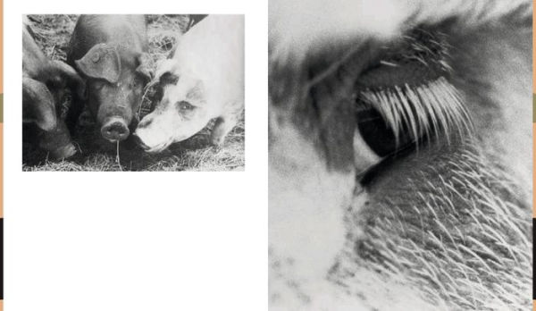 Ocular Witness - Pig Consciousness: Cat. Sprengel Museum Hannover