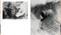 Alternative view 11 of Ocular Witness - Pig Consciousness: Cat. Sprengel Museum Hannover