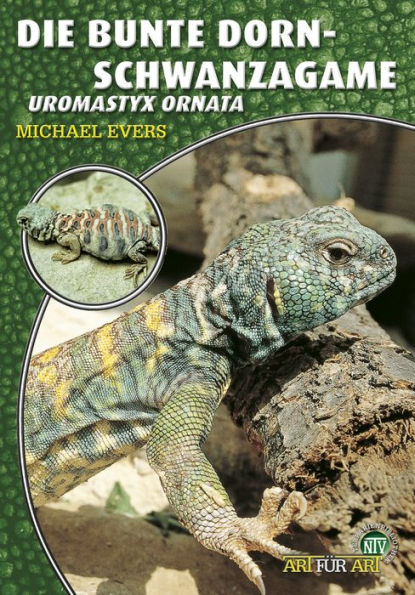 Die Bunte Dornschwanzagame: Uromastyx ornata