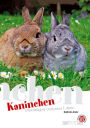 Kaninchen: Oryctolagus cuniculus f. dom.