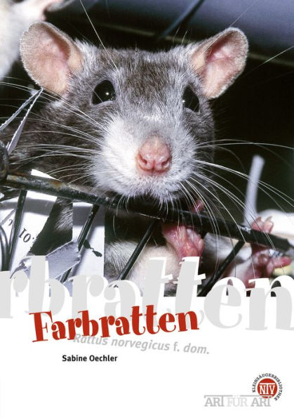 Farbratten: Rattus norvegicus f. dom.