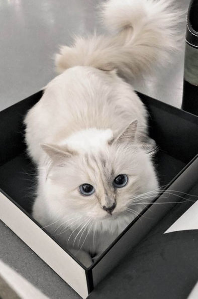 Karl Lagerfeld's cat Choupette isn't a party animal, Karl Lagerfeld