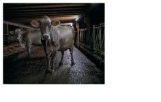 Alternative view 4 of Alfio Tommasini: Via Lactea