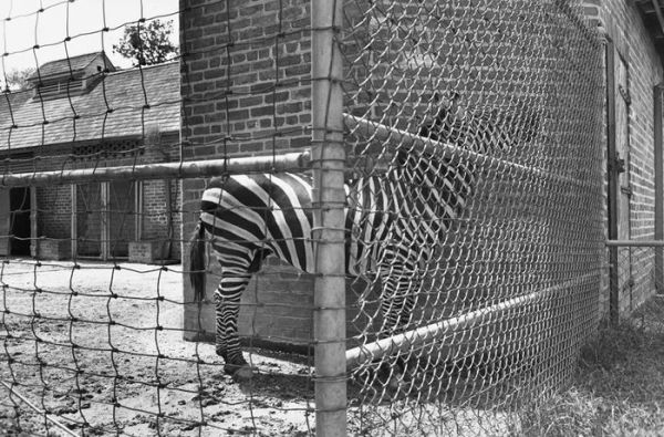 Lee Friedlander: Chain Link