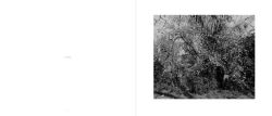 Alternative view 6 of Robert Adams: Los Angeles Spring