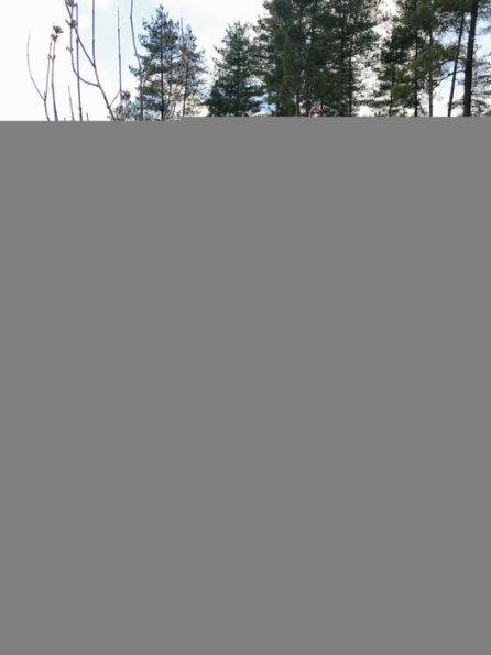 Nobuyoshi Araki & Juergen Teller: Leben und Tod