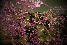 Alternative view 5 of Michel Comte: Hiro, Mon Amour