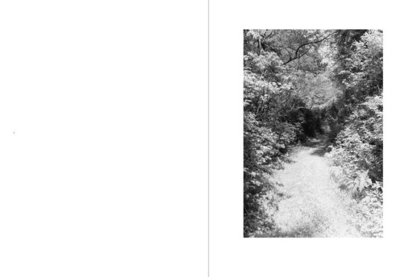 Robert Adams: An Old Forest Road