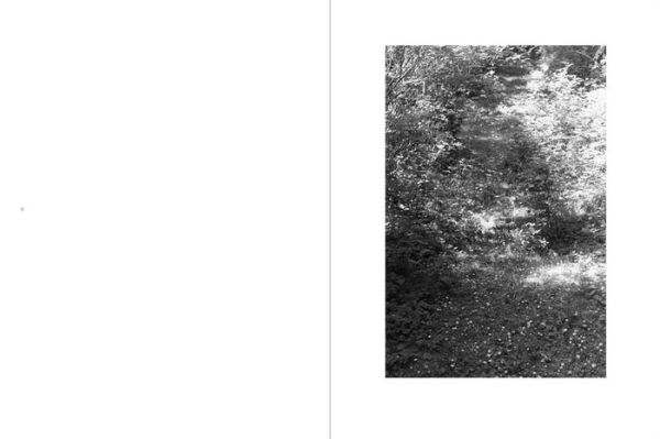 Robert Adams: An Old Forest Road