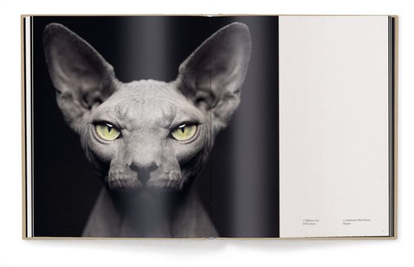 Between Us: Animal Portraits