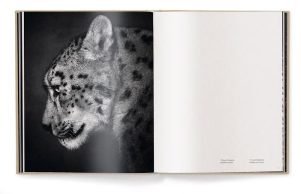 Between Us: Animal Portraits