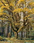 Alternative view 2 of Mitch Epstein: Old Growth