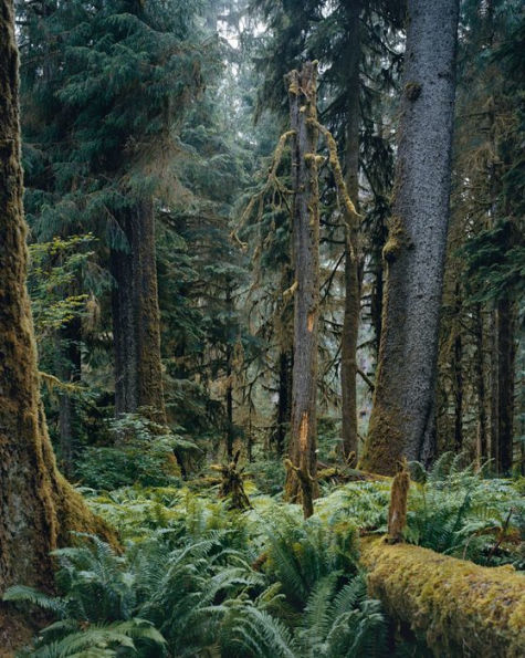Mitch Epstein: Old Growth