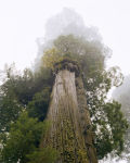 Alternative view 5 of Mitch Epstein: Old Growth