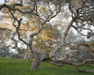 Alternative view 6 of Mitch Epstein: Old Growth