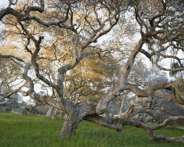 Mitch Epstein: Old Growth