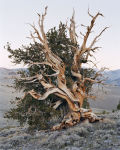 Alternative view 7 of Mitch Epstein: Old Growth