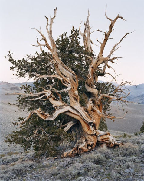 Mitch Epstein: Old Growth