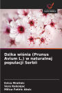 Dzika wiśnia (Prunus Avium L.) w naturalnej populacji Serbii