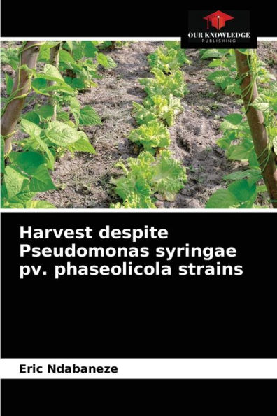 Harvest despite Pseudomonas syringae pv. phaseolicola strains