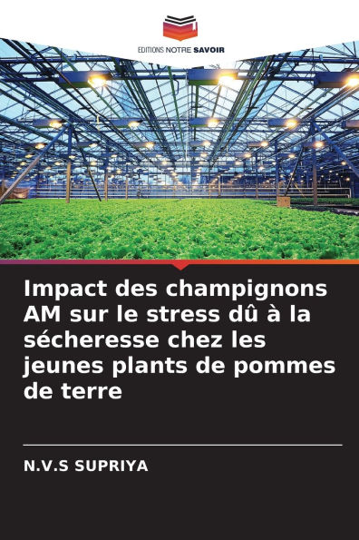 Impact des champignons AM sur le stress dï¿½ ï¿½ la sï¿½cheresse chez les jeunes plants de pommes de terre