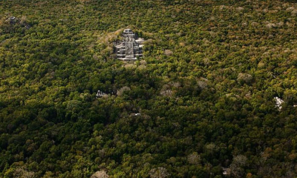 The Skin of the Rainforest: Ecosystems in Campeche