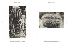 Alternative view 6 of Botanicals