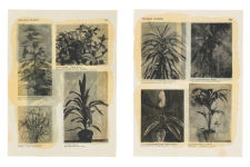 Alternative view 7 of Botanicals