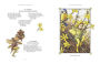 Alternative view 4 of El gran libro de las hadas flores / The Complete Book of the Flower Fairies