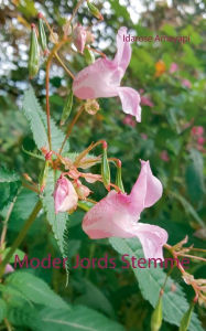 Title: Moder Jords Stemme, Author: Idarose Amayapi