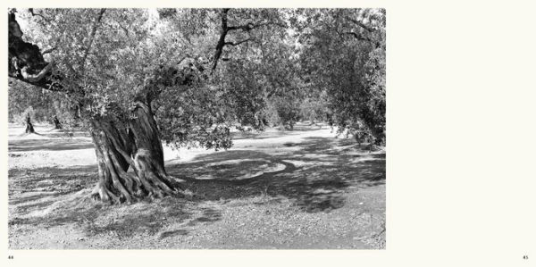 Jacques Berthet: Olive Trees