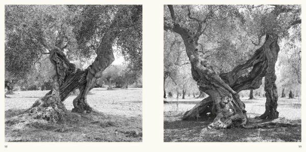 Jacques Berthet: Olive Trees