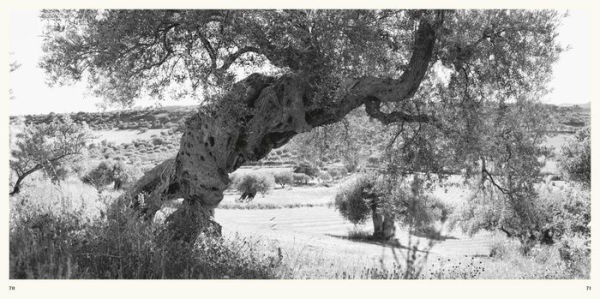 Jacques Berthet: Olive Trees