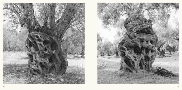 Jacques Berthet: Olive Trees